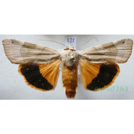 Noctua fimbriata (Schreber, 1759) Rolnica aksamitka Czech12f